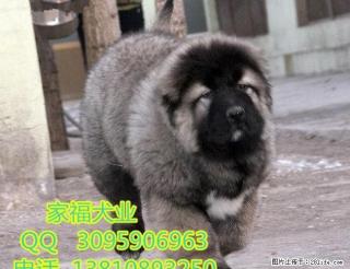 巨型高加索 纯种高加索 北京高加索幼犬多少钱一只 北京家福犬业 - 桂林28生活网 www.28life.com