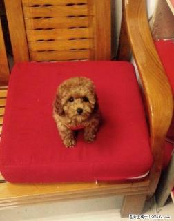 出售家养棕色微小泰迪犬一公一母，一母 - 桂林28生活网 www.28life.com