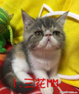 家养萌宠加菲猫幼仔出售 - 桂林28生活网 www.28life.com