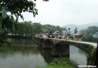 自家养殖的 纯种 红色巨型阿拉斯加公狗 借配 132斤78肩高 - 桂林28生活网 www.28life.com