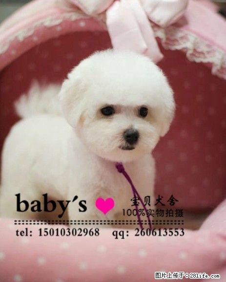 桂林那里有卖纯种比熊幼犬的多少钱一只 - 宠物交易 - 宠物信息 - 桂林分类信息 - 桂林28生活网 www.28life.com