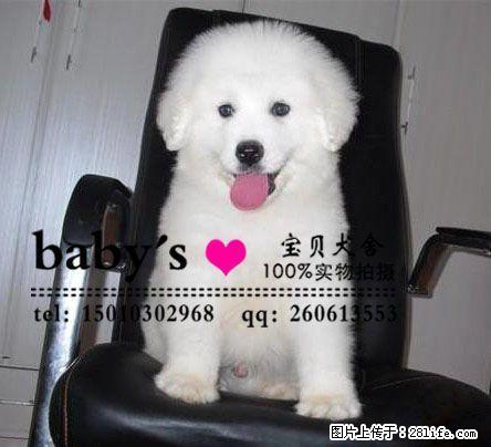 桂林哪里有卖纯种大白熊幼犬的多少钱一只 - 宠物交易 - 宠物信息 - 桂林分类信息 - 桂林28生活网 www.28life.com