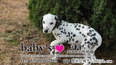 北京那里有卖纯种斑点幼犬的 - 宠物交易 - 宠物信息 - 桂林分类信息 - 桂林28生活网 www.28life.com