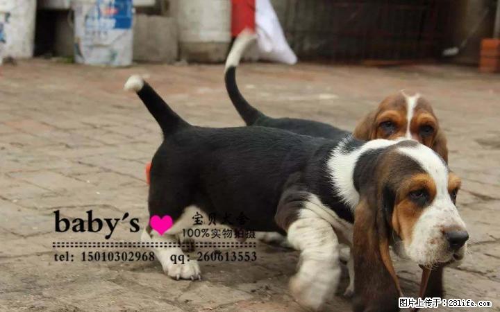 桂林哪里有卖纯种巴吉度幼犬的 - 宠物交易 - 宠物信息 - 桂林分类信息 - 桂林28生活网 www.28life.com