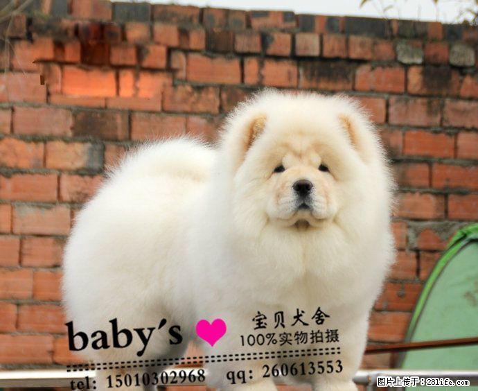 桂林哪里有卖纯种松狮幼犬的 - 宠物交易 - 宠物信息 - 桂林分类信息 - 桂林28生活网 www.28life.com