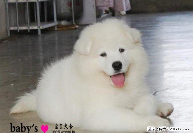 北京哪里有卖纯种萨摩耶幼犬的 - 宠物交易 - 宠物信息 - 桂林分类信息 - 桂林28生活网 www.28life.com