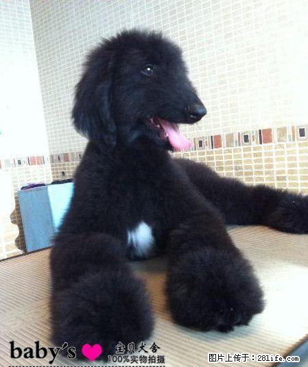 桂林哪里有卖纯种阿富汗幼犬 - 宠物交易 - 宠物信息 - 桂林分类信息 - 桂林28生活网 www.28life.com