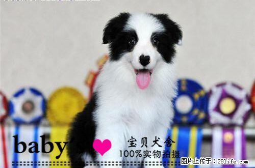 北京哪里有卖纯种边境牧羊犬幼犬的 - 宠物交易 - 宠物信息 - 桂林分类信息 - 桂林28生活网 www.28life.com