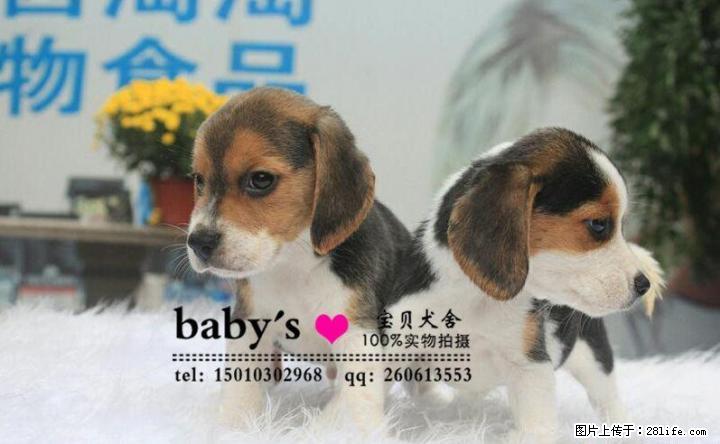 桂林哪里出售纯种比格幼犬的 - 宠物交易 - 宠物信息 - 桂林分类信息 - 桂林28生活网 www.28life.com