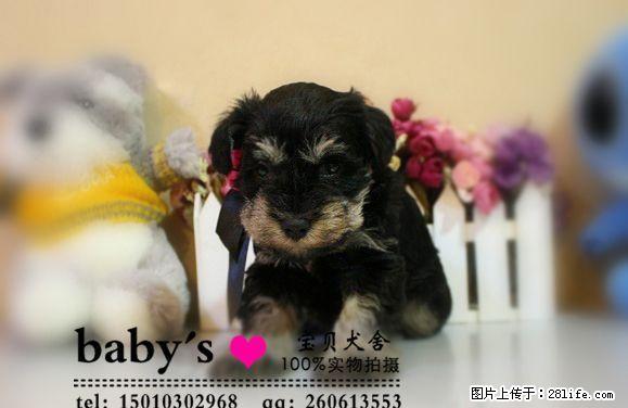 桂林纯种雪纳瑞幼犬多少钱一只 - 宠物交易 - 宠物信息 - 桂林分类信息 - 桂林28生活网 www.28life.com