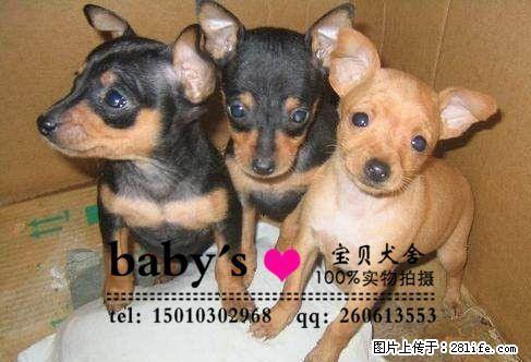 桂林纯种小鹿犬幼犬多少钱一只 - 宠物交易 - 宠物信息 - 桂林分类信息 - 桂林28生活网 www.28life.com