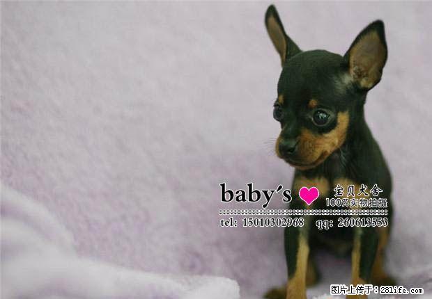 天津纯种小鹿犬幼犬多少钱一只 - 宠物交易 - 宠物信息 - 桂林分类信息 - 桂林28生活网 www.28life.com