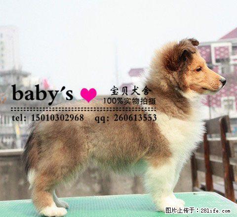 桂林纯种喜乐蒂幼犬多少钱一只 - 宠物交易 - 宠物信息 - 桂林分类信息 - 桂林28生活网 www.28life.com