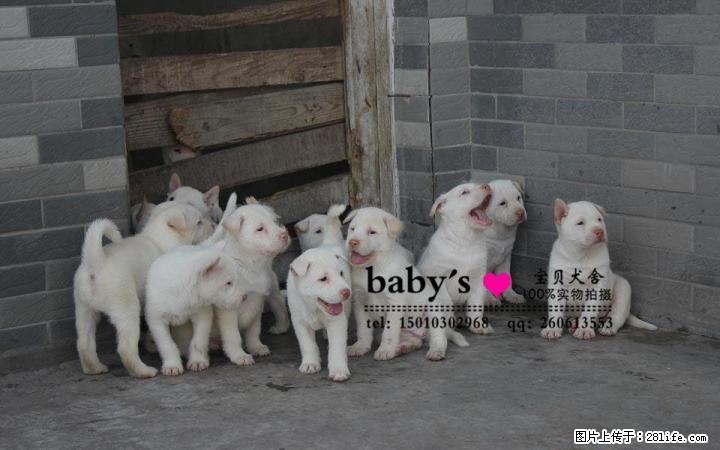 桂林纯种下司幼犬多少钱一只 - 宠物交易 - 宠物信息 - 桂林分类信息 - 桂林28生活网 www.28life.com