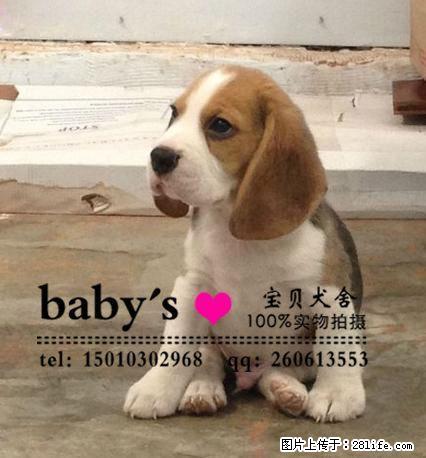 桂林纯种比格幼犬多少钱一只 - 宠物交易 - 宠物信息 - 桂林分类信息 - 桂林28生活网 www.28life.com