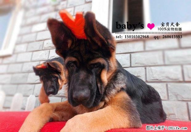桂林纯种德牧幼犬多少钱一只 - 宠物交易 - 宠物信息 - 桂林分类信息 - 桂林28生活网 www.28life.com