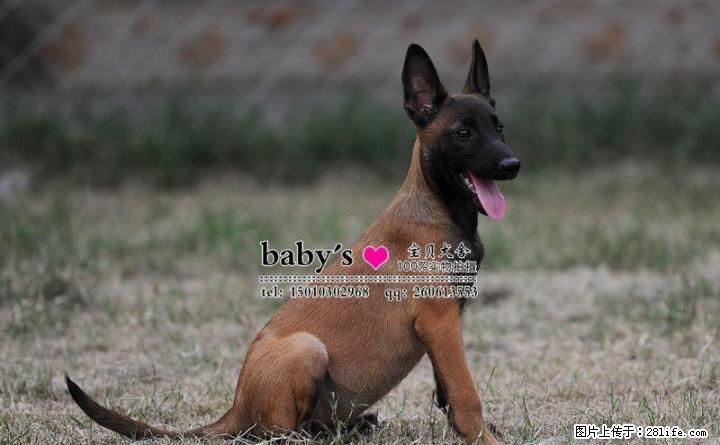 桂林哪里有卖纯种马犬幼犬的 - 宠物交易 - 宠物信息 - 桂林分类信息 - 桂林28生活网 www.28life.com