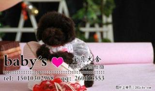 桂林那里有卖纯种泰迪幼犬多少钱一只 - 桂林28生活网 www.28life.com