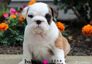 桂林哪里有卖纯种英国斗牛犬幼犬的吗多少钱一只 - 桂林28生活网 www.28life.com