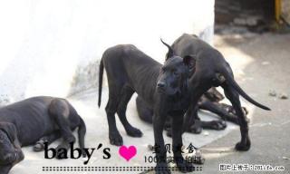 北京哪里有卖纯种大丹幼犬的多少钱一只 - 桂林28生活网 www.28life.com