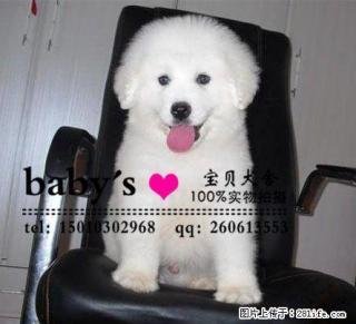 桂林哪里有卖纯种大白熊幼犬的多少钱一只 - 桂林28生活网 www.28life.com
