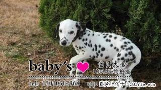 北京那里有卖纯种斑点幼犬的 - 桂林28生活网 www.28life.com