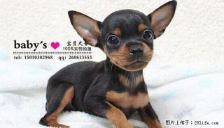 北京哪里有卖纯种小鹿犬幼犬的 - 桂林28生活网 www.28life.com