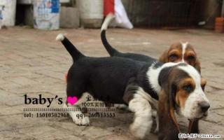 桂林哪里有卖纯种巴吉度幼犬的 - 桂林28生活网 www.28life.com