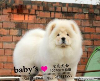 桂林哪里有卖纯种松狮幼犬的 - 桂林28生活网 www.28life.com