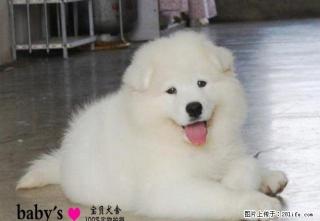 北京哪里有卖纯种萨摩耶幼犬的 - 桂林28生活网 www.28life.com