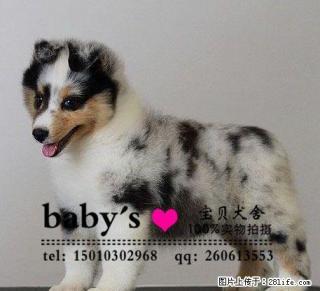 桂林哪里有卖纯种喜乐蒂幼犬的 - 桂林28生活网 www.28life.com