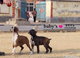 北京哪里有卖纯种拳师幼犬的 - 桂林28生活网 www.28life.com