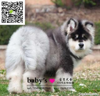 桂林哪里有卖纯种阿拉斯加幼犬 - 桂林28生活网 www.28life.com