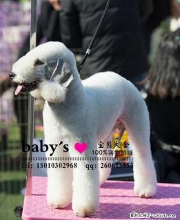 桂林哪里有卖纯种北灵顿幼犬的 - 桂林28生活网 www.28life.com