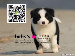桂林纯种边牧幼犬多少钱一只 - 桂林28生活网 www.28life.com