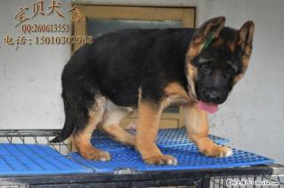 北京哪里出售纯种德牧幼犬多少钱一只 - 桂林28生活网 www.28life.com
