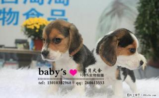 桂林哪里出售纯种比格幼犬的 - 桂林28生活网 www.28life.com