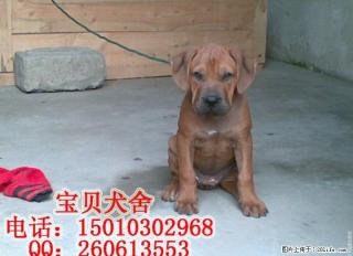 桂林哪里有卖纯种比特幼犬 - 桂林28生活网 www.28life.com
