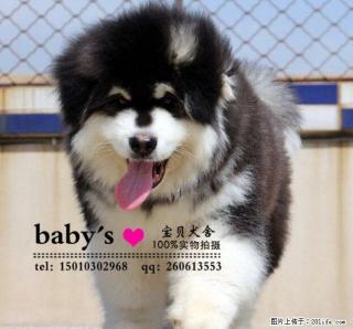 巨型阿拉斯加雪橇犬 疫苗驱虫已做签协议 - 桂林28生活网 www.28life.com