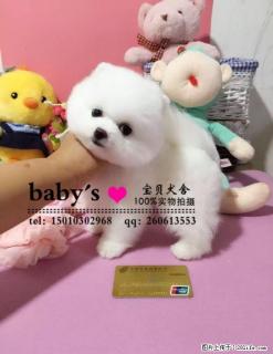 哈多利球体博美犬 疫苗驱虫已做 签协议 - 桂林28生活网 www.28life.com