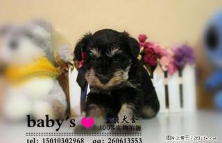 桂林纯种雪纳瑞幼犬多少钱一只 - 桂林28生活网 www.28life.com