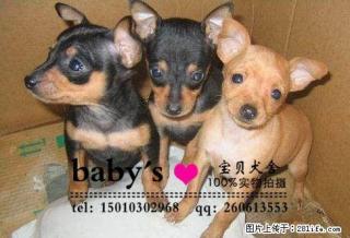 桂林纯种小鹿犬幼犬多少钱一只 - 桂林28生活网 www.28life.com