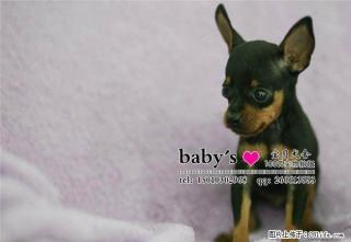天津纯种小鹿犬幼犬多少钱一只 - 桂林28生活网 www.28life.com