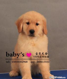 石家庄纯种金毛幼犬多少钱一只 - 桂林28生活网 www.28life.com