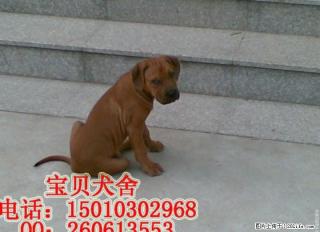 桂林纯种比特幼犬多少钱一只 - 桂林28生活网 www.28life.com