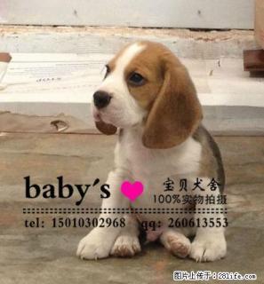 桂林纯种比格幼犬多少钱一只 - 桂林28生活网 www.28life.com