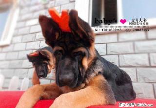 桂林纯种德牧幼犬多少钱一只 - 桂林28生活网 www.28life.com