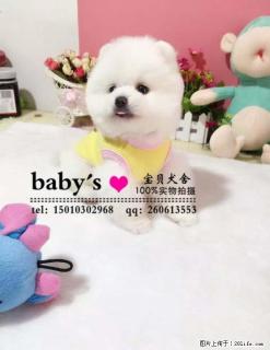 桂林纯种博美幼犬多少钱一只 - 桂林28生活网 www.28life.com