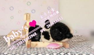 桂林纯种泰迪幼犬多少钱一只 - 桂林28生活网 www.28life.com
