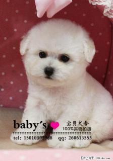 桂林纯种比熊幼犬多少钱一只 - 桂林28生活网 www.28life.com